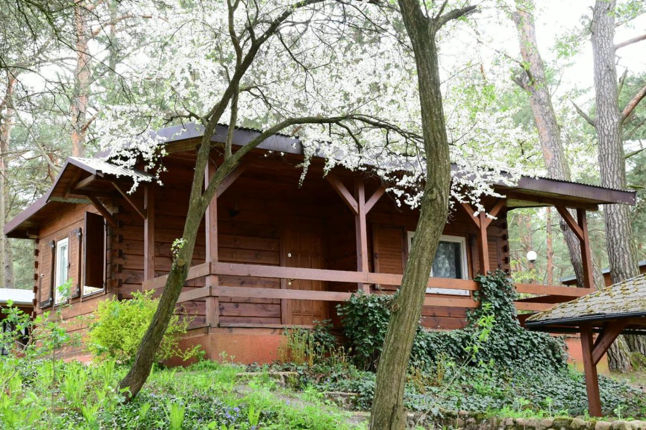 Sosnowy Domek Serpelice Exterior foto